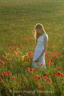 Poppy Field 2